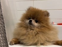 ふわふわだったポメラニアンさん、お風呂に入ると驚きの姿に…