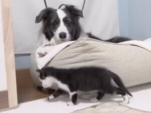 「あれ…ボクのお部屋なんだけど?」突然現れた小さな保護猫さんに戸惑う犬さん