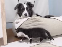 「あれ…ボクのお部屋なんだけど？」突然現れた小さな保護猫さんに戸惑う犬さん