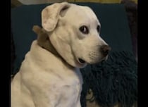 「じーっ」仕事中めっちゃ見られてる… 監視役の犬さん！！