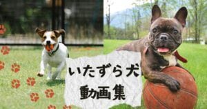 反省してるフリが可愛すぎる！いたずらっ子ワンコ12選