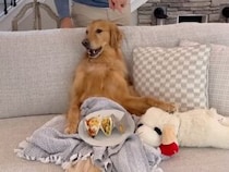 飼い主がいない間に好き放題しすぎて… 帰宅まであと20分！ バレずにやり過ごせるかな？