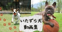 反省してるフリが可愛すぎる！いたずらっ子ワンコ12選
