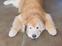 「ここが最高！」お散歩中にひんやりスポットを見つけた犬さん、まさかの休憩タイムで動かない