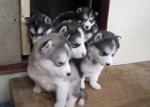 わちゃわちゃ！ マラミュート子犬が大渋滞！