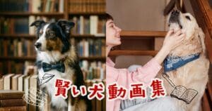 頭が良すぎる!ちょっと自慢したくなる賢いワンコ15選