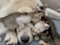 ベッドに集まる小さな保護子猫たちに、ゴールデンレトリバーさんが大興奮！