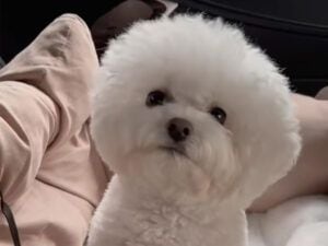 「わぅ?」小さなお口をむにむに動かす犬さん、今にも人の言葉を話しそうな表情にほっこり