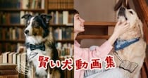 頭が良すぎる！ちょっと自慢したくなる賢いワンコ15選