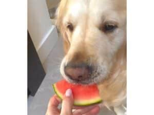 スイカ食べる? 犬さんに差し出したら意外な食べ方をされちゃった!