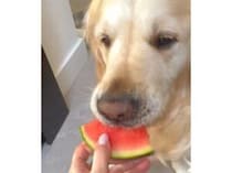 スイカ食べる？ 犬さんに差し出したら意外な食べ方をされちゃった！