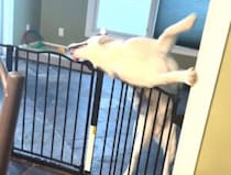 脱走を企むハスキー犬。カッコよくジャンプするのかと思ったら、体の柔らかさを使って…