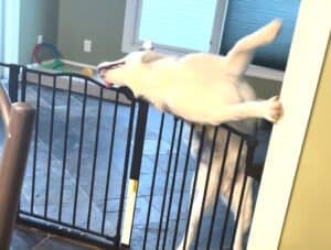 脱走を企むハスキー犬。カッコよくジャンプするのかと思ったら、体の柔らかさを使って…