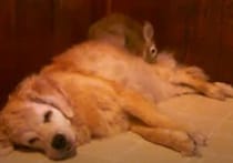 一週間の疲れが溜まった老犬に… ウサギ「マッサージは任せて！」