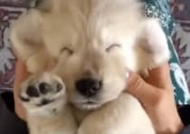 マッサージが気持ち良すぎてにっこり笑顔になっちゃう子犬