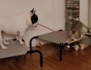 猫と遊んでみたかった犬、猫じゃらしの使い方をマスターした!