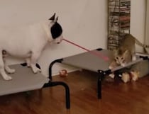 猫と遊んでみたかった犬、猫じゃらしの使い方をマスターした！
