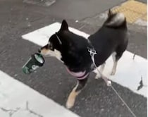 コーヒー片手に♪ トコトコお散歩する犬さん