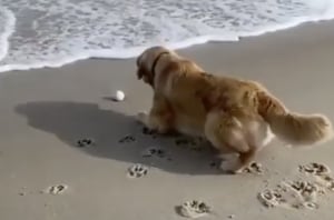 犬さんピンチ…! ボールが海に流されちゃうよ〜!