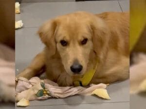 床一面がスポンジだらけ!証拠をくわえた犬さん、反省するどころか…まさかの「一緒に遊ぼう」アピール