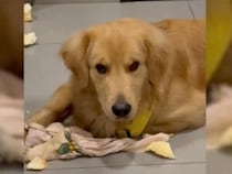 床一面がスポンジだらけ！証拠をくわえた犬さん、反省するどころか…まさかの「一緒に遊ぼう」アピール