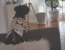 まるで孫のよう！ 大喜びでおじいちゃんを迎える子犬