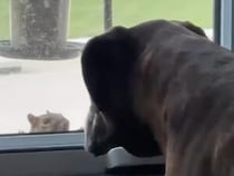 吠えない、逃げない、目もそらさない！ 犬さんとリスさんの真剣なにらめっこ