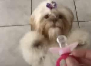 おやつよりも大喜び?「おしゃぶり」をおねだりする犬さん