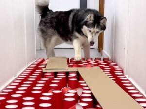 豪快に突進する犬さんと慎重に進む猫さん、障害物競走で性格の違いが丸わかり