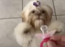 おやつよりも大喜び？「おしゃぶり」をおねだりする犬さん