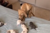 「みんな今日も元気かな〜？」子猫たちを見守るワンコ