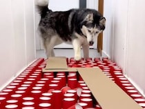 豪快に突進する犬さんと慎重に進む猫さん、障害物競走で性格の違いが丸わかり