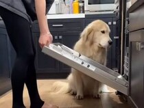 おいしい香りに誘われてキッチンへ、マスターシェフ気分の犬さんがかわいい