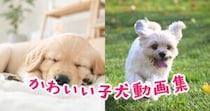 思わず笑顔になる！かわいい子犬動画集