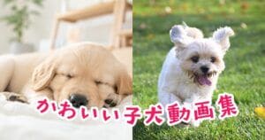 思わず笑顔になる!かわいい子犬動画集