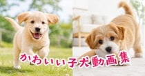 見るだけで癒される♡子犬のかわいい瞬間まとめ