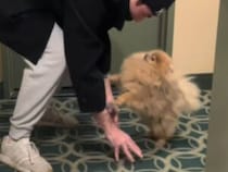 「会いたかったよー！」1週間ぶりに大好きな人を見つけた犬さん、全身で喜ぶ姿がかわいい