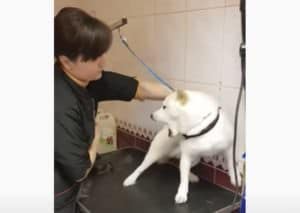 プロってすごい! 威嚇する犬をおとなしくするトリマーさん