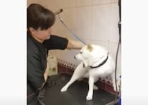 プロってすごい！ 威嚇する犬をおとなしくするトリマーさん