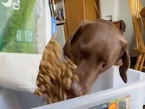 開封した瞬間に犬さんの目がキラーン、落ちてくるドッグフードをその場で味見
