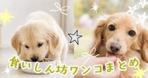 食いしん坊ワンコ大集合！ご飯に夢中なワンちゃん動画まとめ