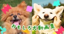 クスッと笑える♡犬たちのおもしろ動画まとめ