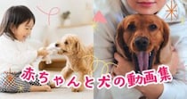 赤ちゃんと犬の微笑ましい瞬間まとめ