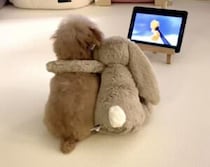 仲良しのぬいぐるみと犬さん。 一緒に映画でも観よう♡