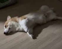 絶対幸せな夢を見てるよ！ 短足コーギーの寝相が可愛い♡
