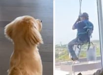 「窓の外に誰かいる〜！」宙に浮いた人を見て怯える子犬