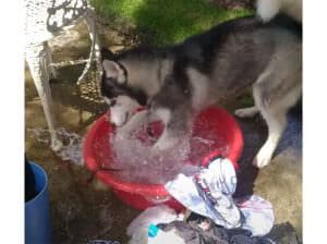 泥汚れって大変なんだワン! 洗濯物を手洗いしてくれる犬さん