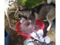 泥汚れって大変なんだワン！ 洗濯物を手洗いしてくれる犬さん