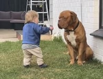 大型犬「むっ、なんだコイツ！」 近づいてきた子どもを見て…