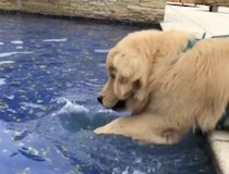 子犬「このプール本当に深くないよね？」慎重に確認しないと安心できない！